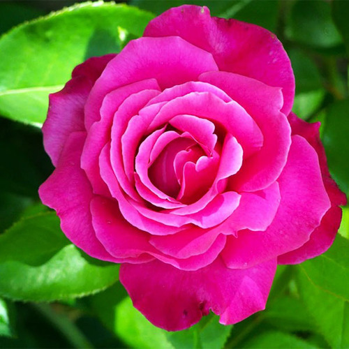 Роза чайно-гибридная Каприз де Мейян (Caprice de Meilland)
