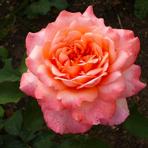 Роза чайно-гибридная Альбрехт Дюрер (Albrecht Durer)