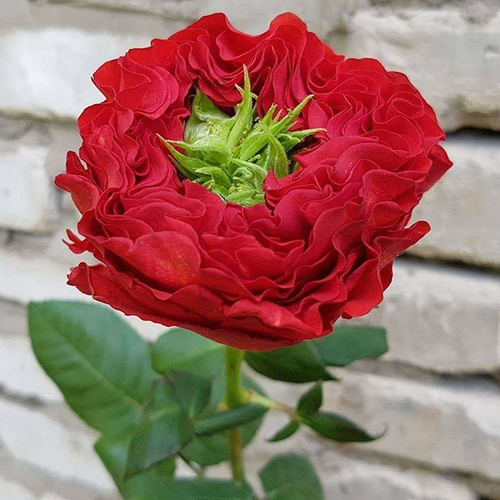 Роза чайно-гибридная Ред ай (Red eye)
