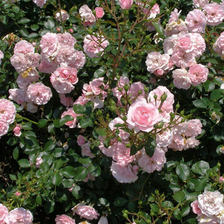 Роза шраб Боника (Bonica)