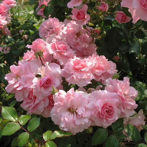 Роза шраб Боника (Bonica)