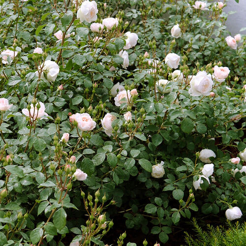 Роза английская кустовая Дездемона (Desdemona)
