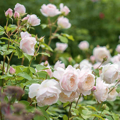 Роза английская кустовая Дездемона (Desdemona)