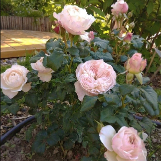Роза английская кустовая Кейра (Keira)