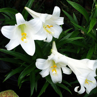 Лилия длинноцветковая Carpino (Карпино)