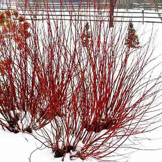 Дёрен красный Winter Beauty (Винтер Бьюти)
