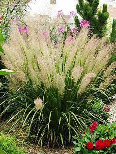 Вейник коротковолосистый 