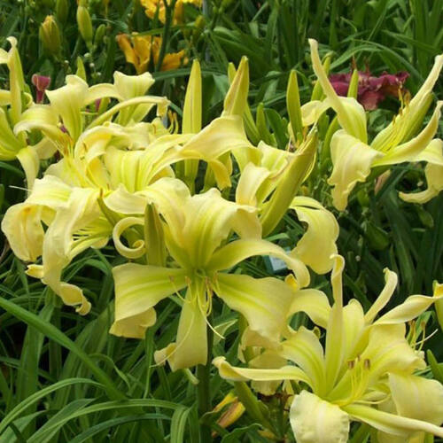 Лилейник Flight of Angels (Флайт оф Энджелс)