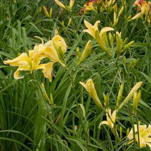 Лилейник Flight of Angels (Флайт оф Энджелс)