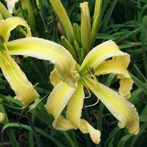 Лилейник Flight of Angels (Флайт оф Энджелс)