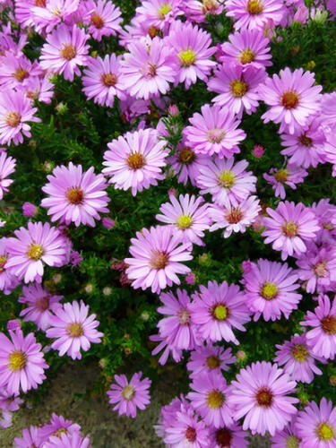 Астра Marjorie (Марджори)