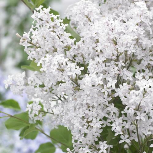 Сирень мейера Flowerfesta White (Флауэрфест Вайт)