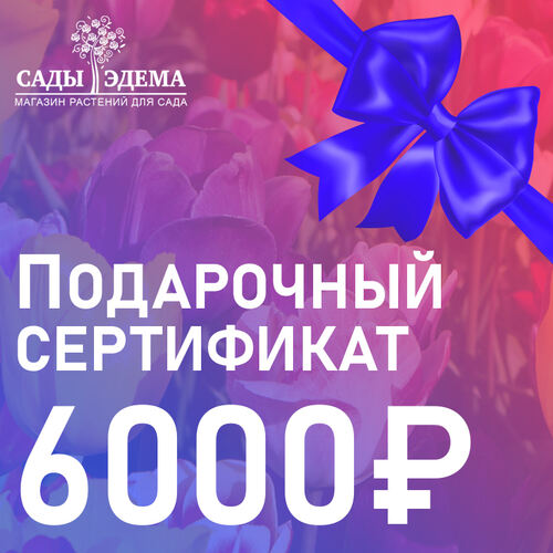 Подарочный сертификат на 6000 руб.