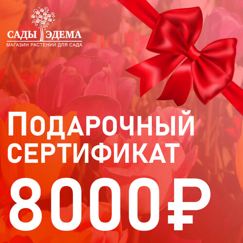 Подарочный сертификат на 8000 руб.
