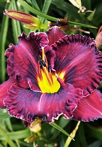Лилейник Purplelicious (Пёпликоус)