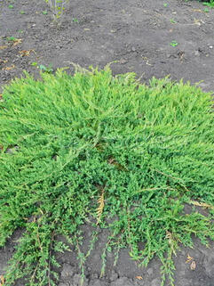 Можжевельник горизонтальный  Принц Уэльский (Prince of Wales)