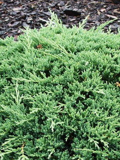 Можжевельник горизонтальный  Принц Уэльский (Prince of Wales)