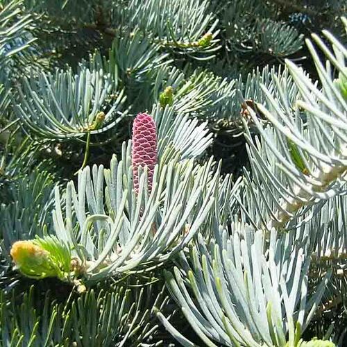 Пихта одноцветная (Abies concolor)