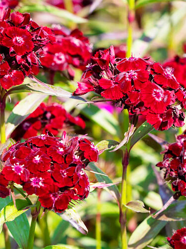 Гвоздика турецкая Nigrescens (Нигрэсценс)