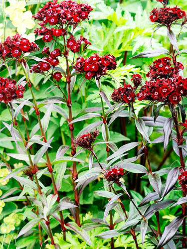 Гвоздика турецкая Nigrescens (Нигрэсценс)