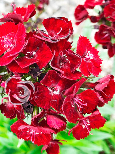 Гвоздика турецкая Nigrescens (Нигрэсценс)