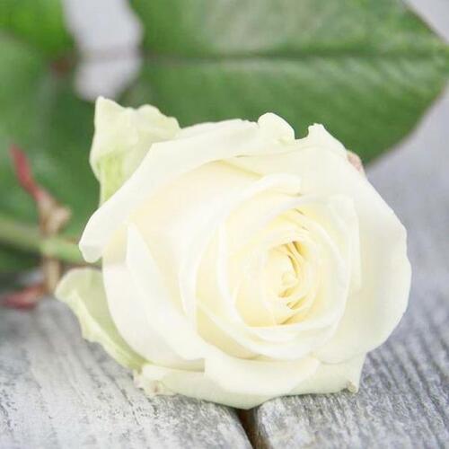 Роза чайно-гибридная Аваланш (Avalanche)