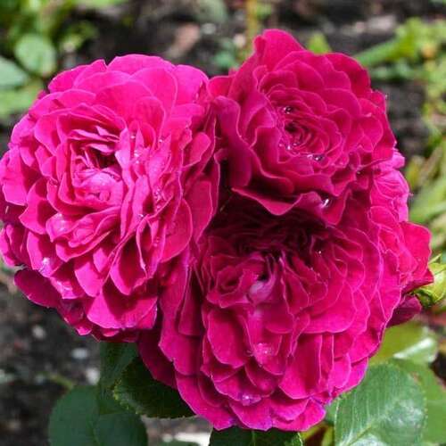 Роза флорибунда Домейн де Ст (Domaine de St)