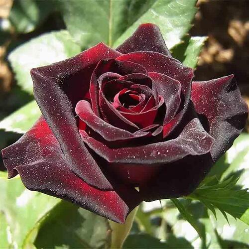 Роза чайно-гибридная Блэк Баккара (Black Baccara)