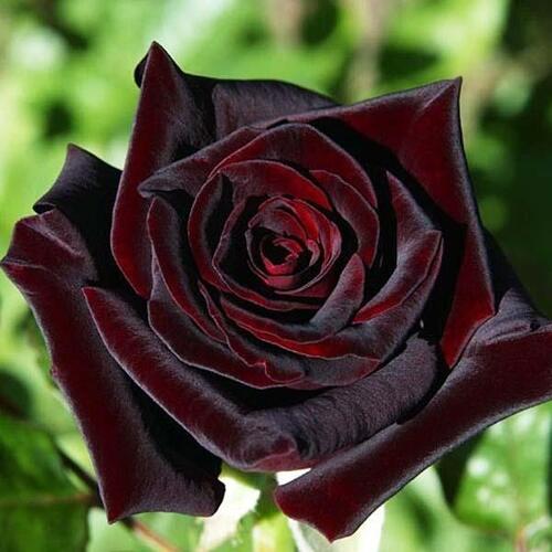 Роза чайно-гибридная Блэк Баккара (Black Baccara)