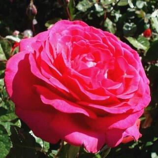 Роза чайно-гибридная Секси Перфюмелла (Sexy Perfumella)
