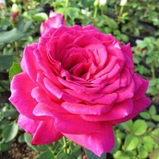 Роза чайно-гибридная Секси Перфюмелла (Sexy Perfumella)