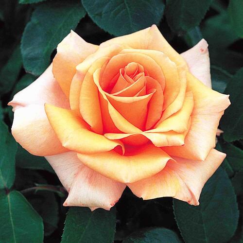 Роза чайно-гибридная Шантелла (Shantella)