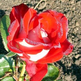 Роза флорибунда Блюбель (Bluebell)