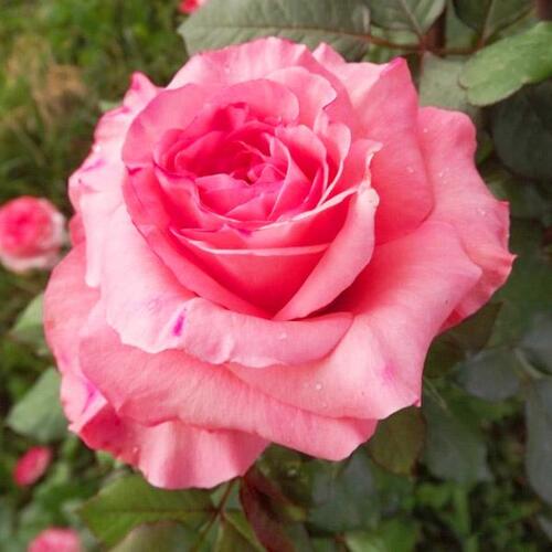 Роза чайно-гибридная Артур Римбо (Arthur Rimbaud)