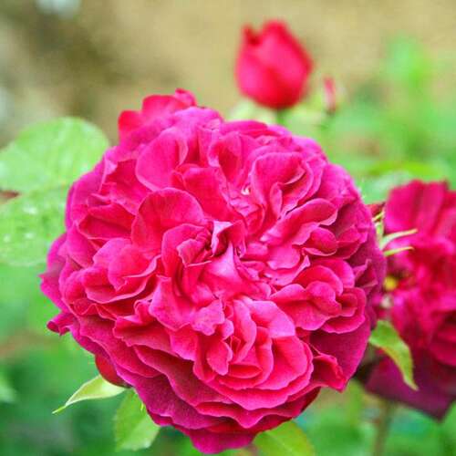 Роза английская кустовая Манстед Вуд (Munstead Wood)