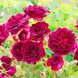 Роза английская кустовая Манстед Вуд (Munstead Wood)