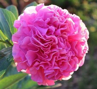 Пион травянистый Carnation Bouquet (Корнейшн Букет)