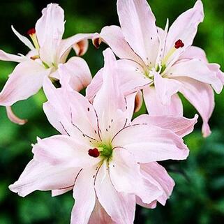 Лилия азиатская Spring Pink (Спринг Пинк)