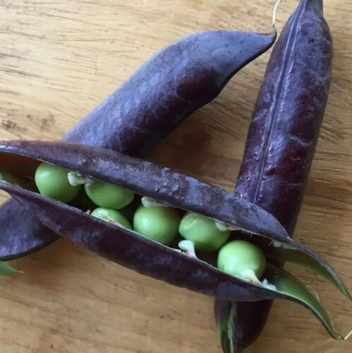 Горох овощной Все фиолетово семена
