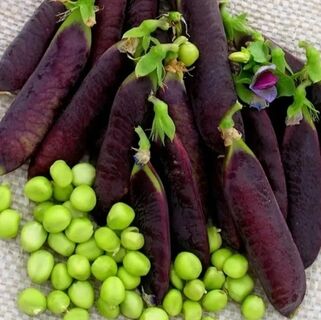 Горох овощной Все фиолетово семена