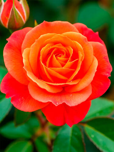 Роза миниатюрная Оранж Джувел (Orange Juwel)