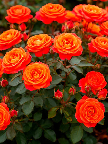 Роза миниатюрная Оранж Джувел (Orange Juwel)