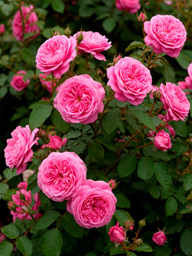 Роза Дамасская 