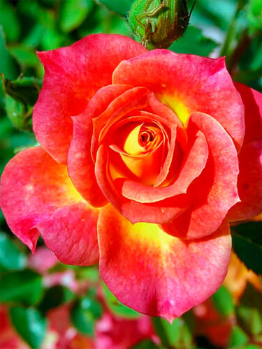 Роза миниатюрная Мандарино (Mandarinо)