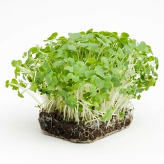 Микрозелень Кресс-салат микс 5 г семена