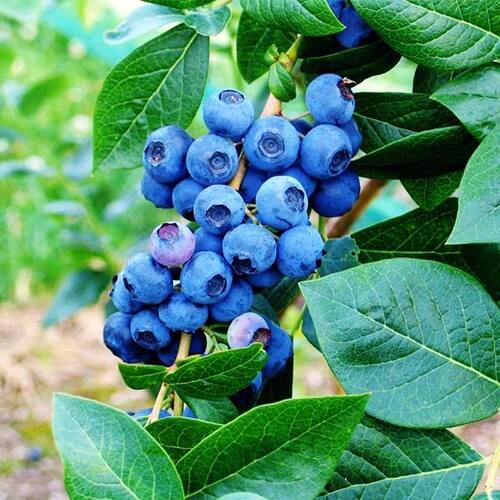 Голубика Nortland (Нортленд) 