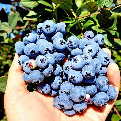 Голубика Nortland (Нортленд) 