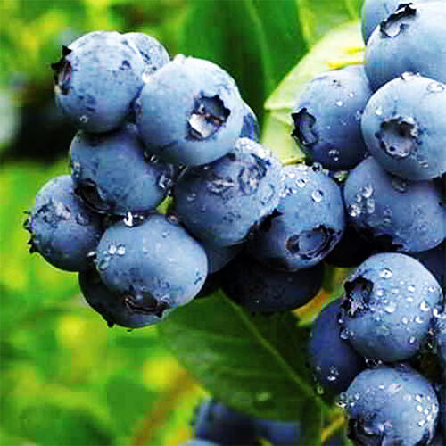 Голубика Nortland (Нортленд) 