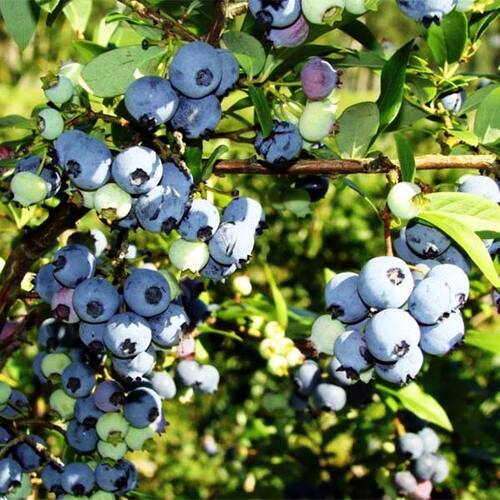 Голубика Brigitta Blue (Бригита Блю) 