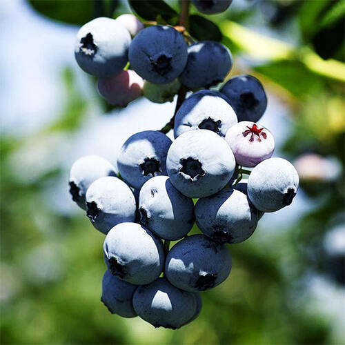 Голубика Brigitta Blue (Бригита Блю) 